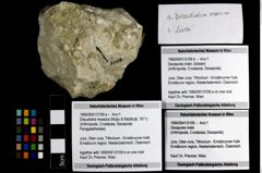 Foto (Objekt + Etiketten) von Discutiolira moesica (Muţiu & Bădăluţă, 1971) 